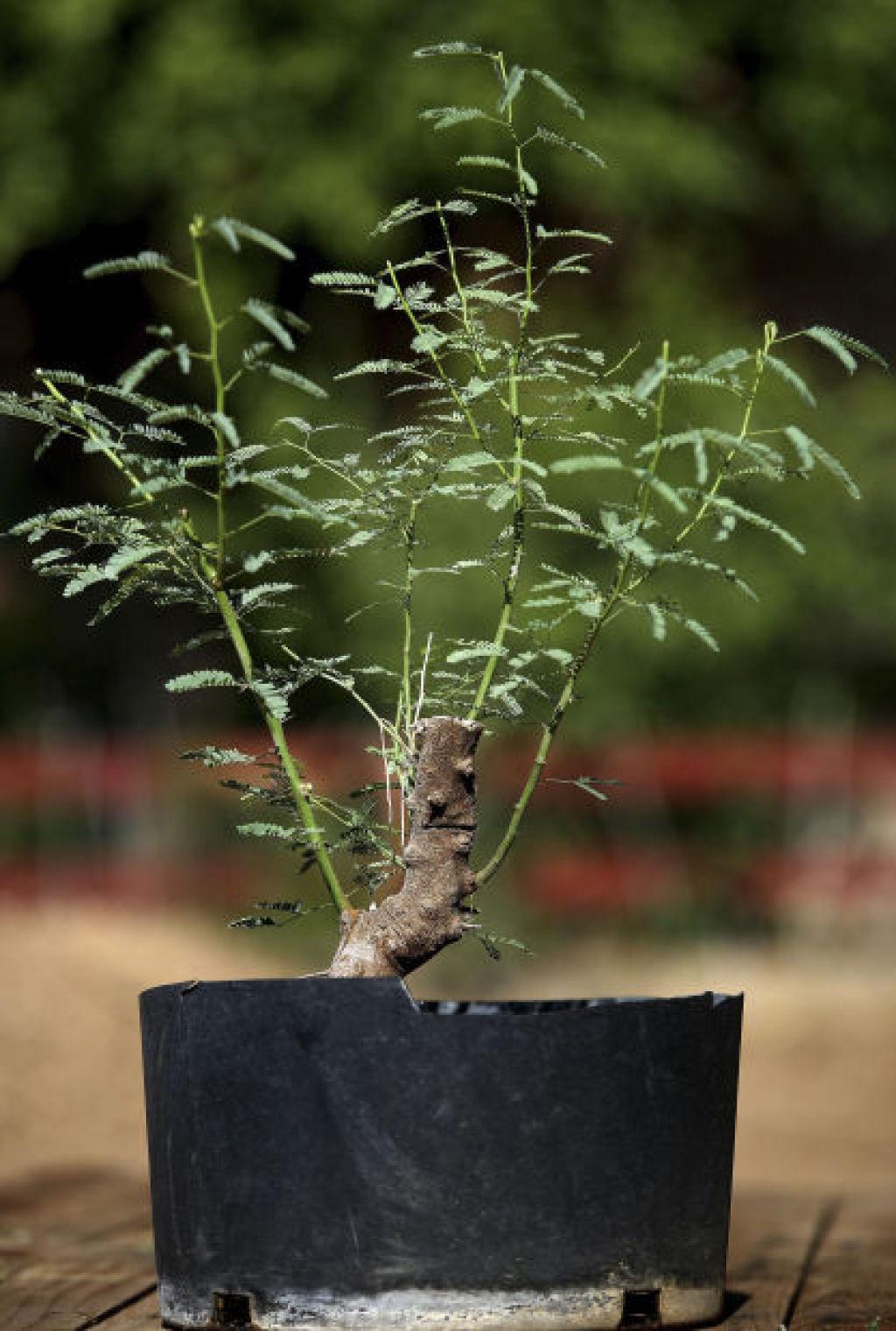 Bonsai takes on a desert twist in Tucson | Home & Garden | tucson.com
