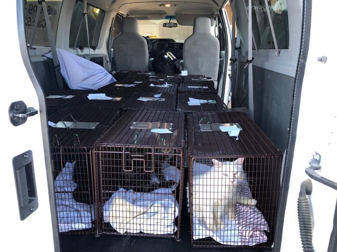 Animal hoarding cases common in Pima County Animal hoarding cases common in Pima County