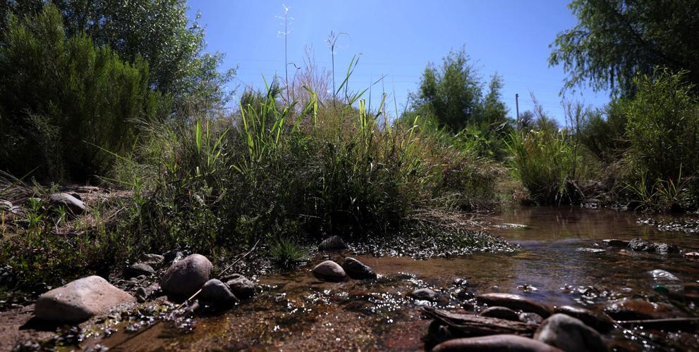 New willow groves, wetland plants grace Santa Cruz River stretch in Tucson