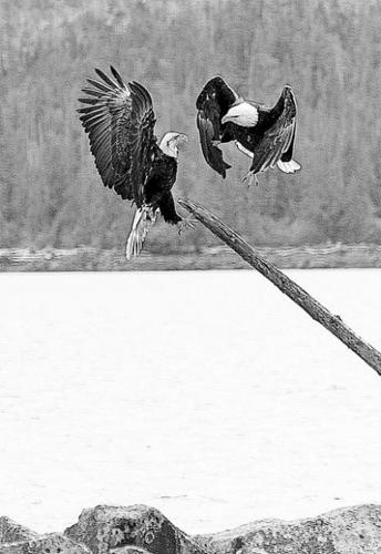 Glimpse Alaskan wildlife in comfort  