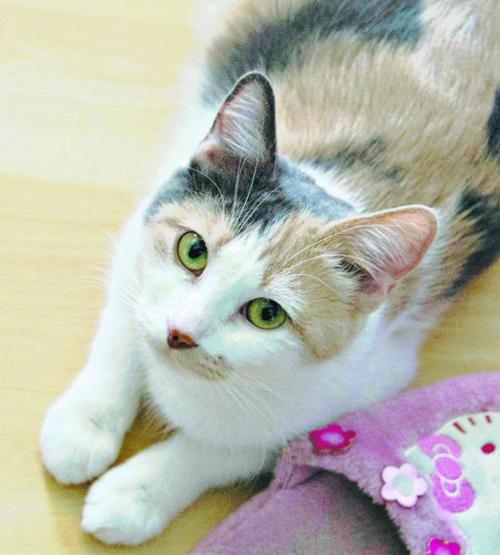 Adopt a friend