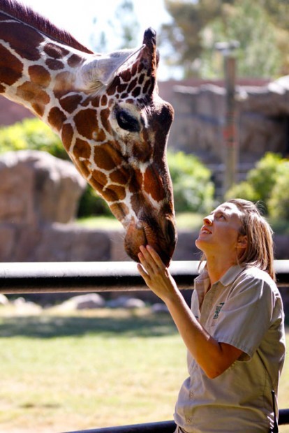 At zoo, thoughts turn to, maybe, a little giraffe