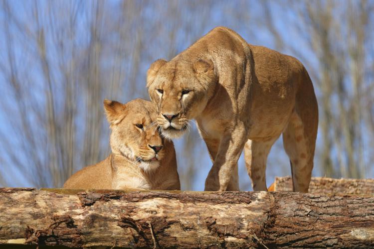 Britain Ukraine Rescued Lions