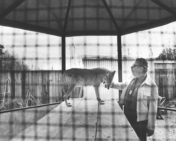 The Arizona-Sonora Desert Museum at 60 years old