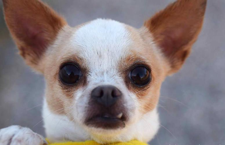 Adopt a Friend: Subwoofer