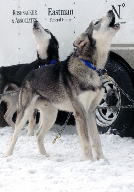 A howling dog portends death