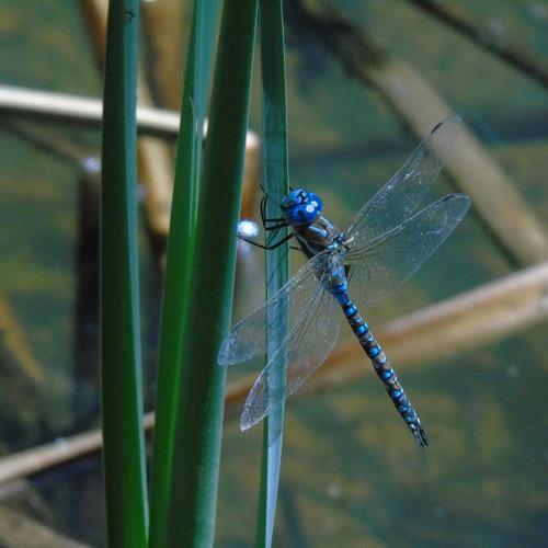 Beyond the Surface: Life Inside a Spring