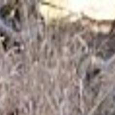 Officials Euthanize Az Jaguar He Was Ill Science Tucson Com