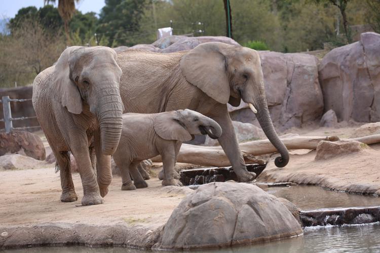 Tucson's baby elephant getting more brave, playing with big sister