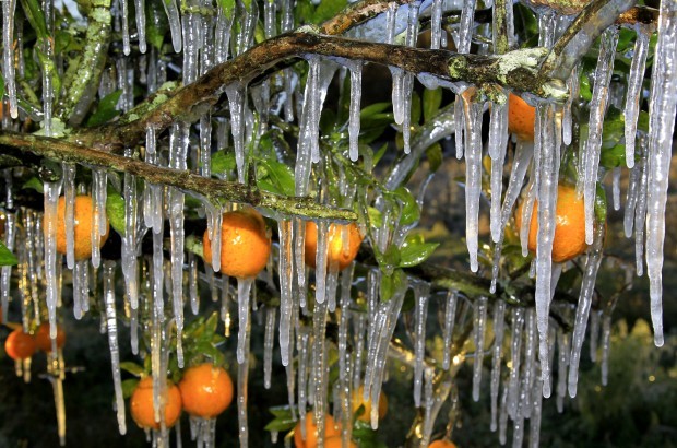 Frozen oranges