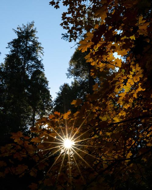 Fall colors on Mount Lemmon