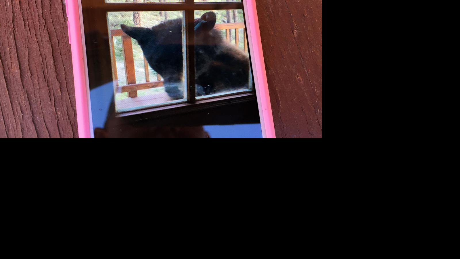 Warning Beware of bears, mountain lions around Mount Lemmon, Sabino Canyon