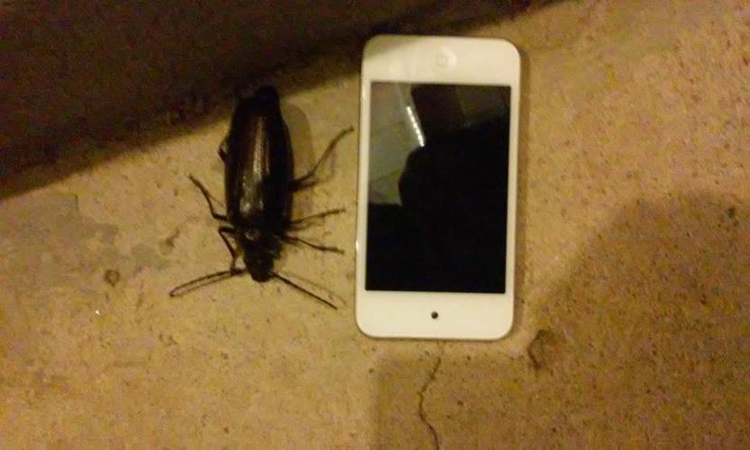 Readers' amazing insects