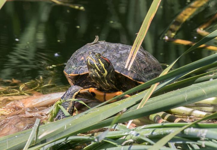 Lower Santa Cruz River