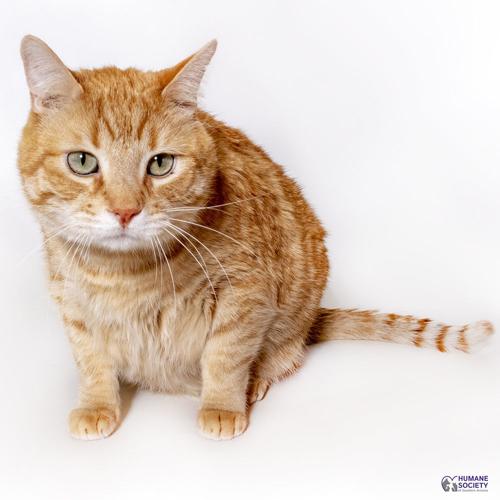 Adopt a friend: Brody