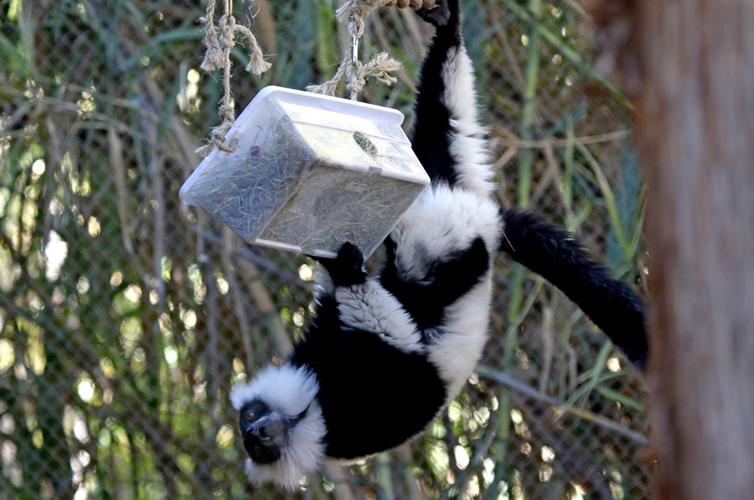 Lemurs live in a female-dominated society