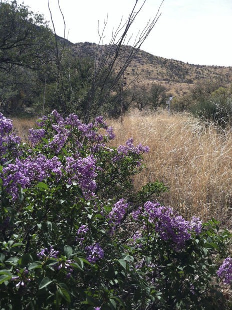 Phenology: the study of nature's seasonal changes    