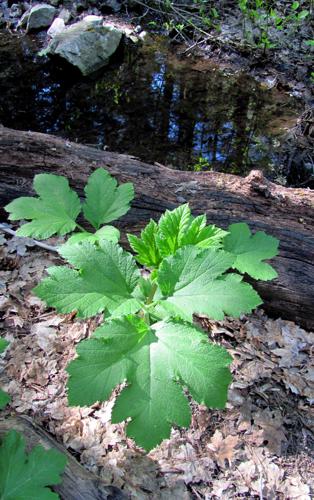 17 gMountainSpring p3