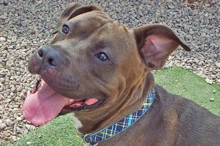 Adopt a friend: Magoo