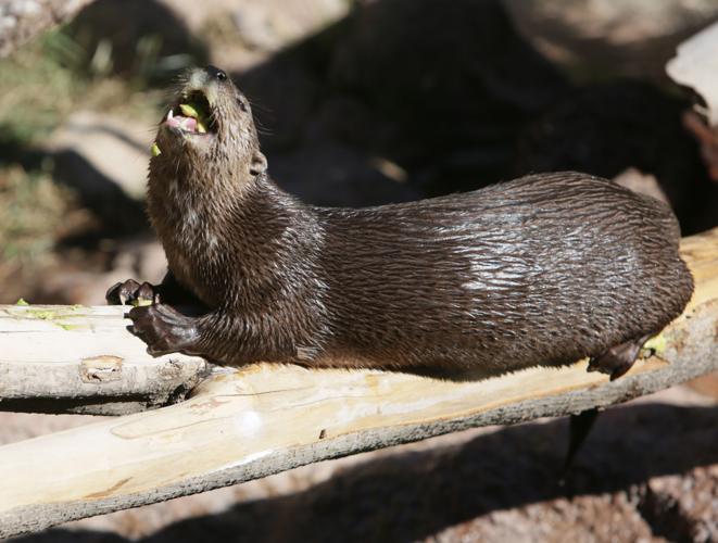 Nandi's Neighbors: Otters Pfeiffer and Hasani swim and play