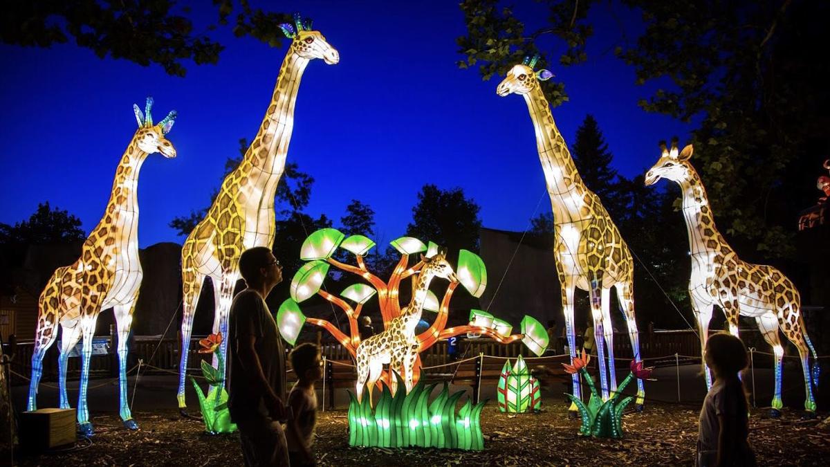 Tucson's Reid Park Zoo takes on new glow with Asian Lantern Festival