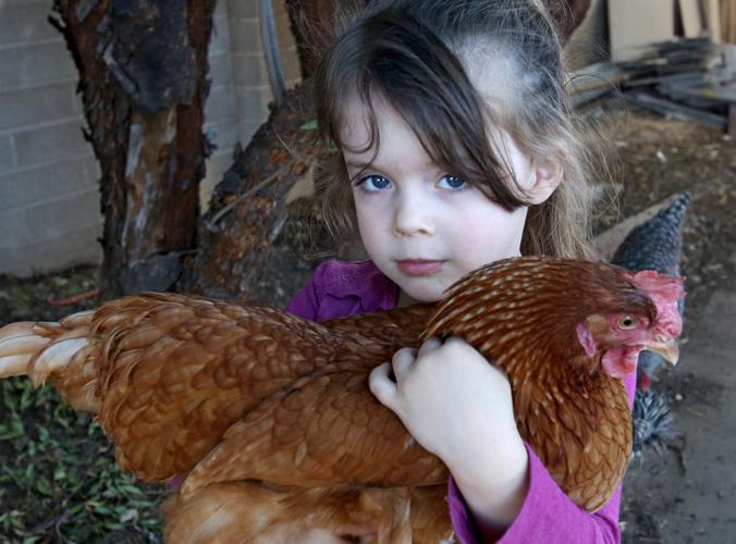 Neto's Tucson Excited to get backyard chickens? Here's who to thank