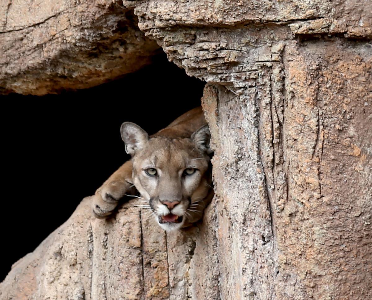 Arizona-Sonora Desert Museum