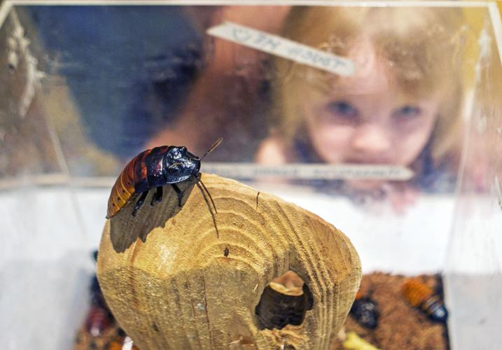 Madagascar Hissing Cockroaches