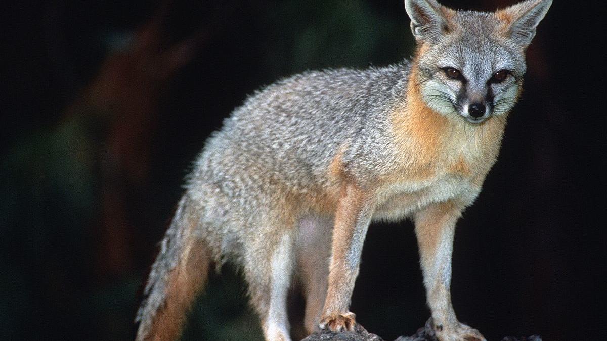 Fox, probably rabid, attacks two hikers in Saguaro Park-West - Vimarsana News