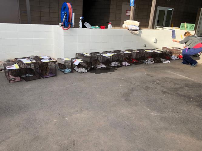 Cats removed from home