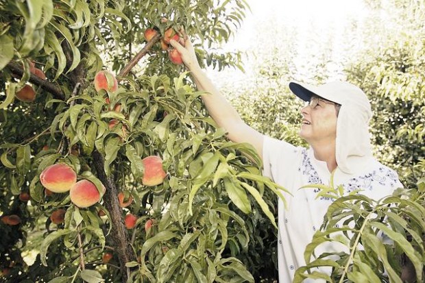 labor of love bears fruit  