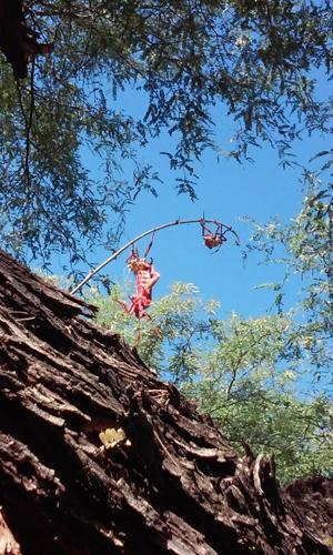 Readers' amazing insects