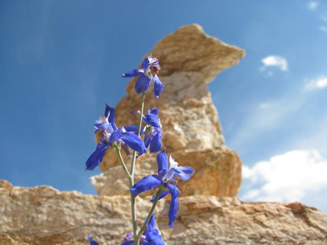 Delphinium