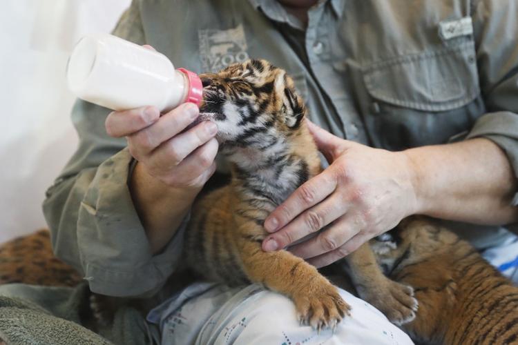 Cincinnati Zoo Tiger Cubs