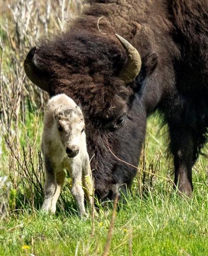 Yellowstone Park-White Buffalo