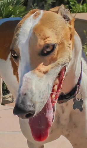 Adopt a Friend: Hilda