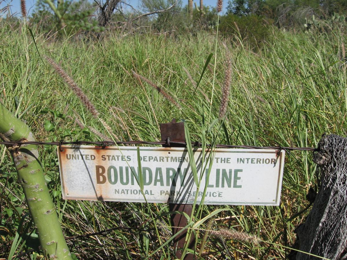 Buffelgrass at Saguaro National Park
