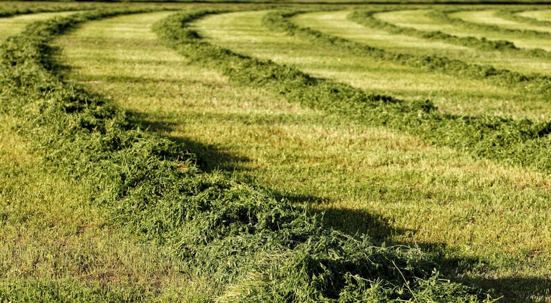 Cut alfalfa hay drying