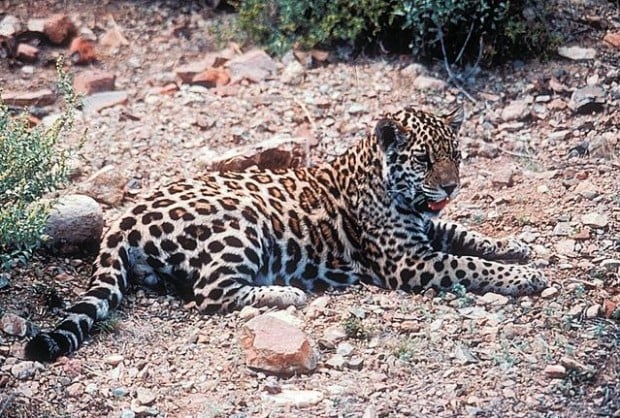Jaguars may return to the Desert Museum  