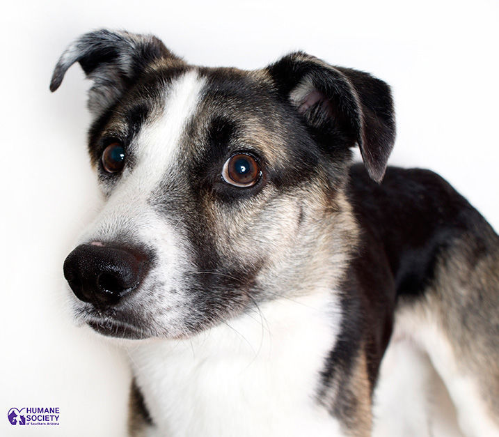 Adopt A Friend: Trooper