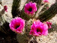 Hedgehog cactus