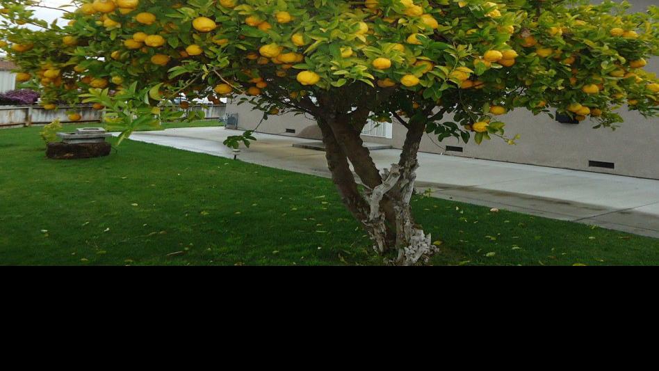 Fruit Trees For Sale Tucson
