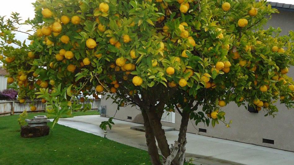 Citrus Trees Need Full Sun Tucson