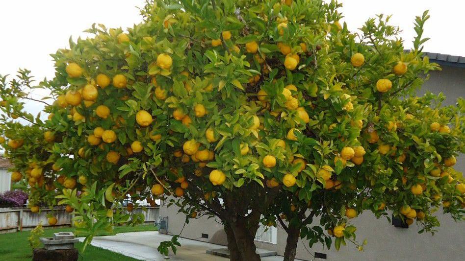 Wallpaper Ensuring Citrus Trees Get The Sun And Water They Need While Also Preparing For Spring Home Life Health Tucson Com Desktop Wallpaper