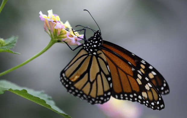 Journey to Easter: Butterflies