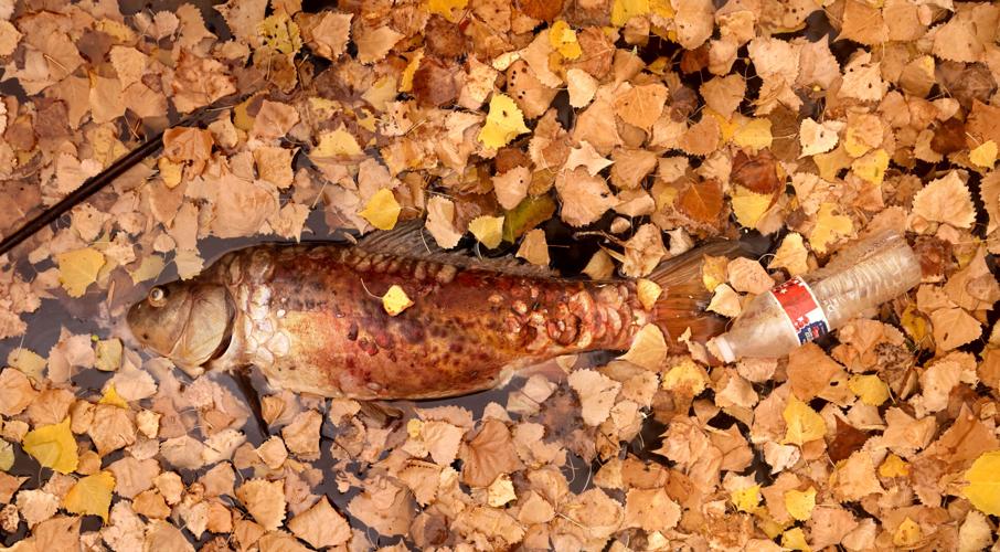 'Zero flow' recorded at key spot on Arizona's drying San Pedro River
