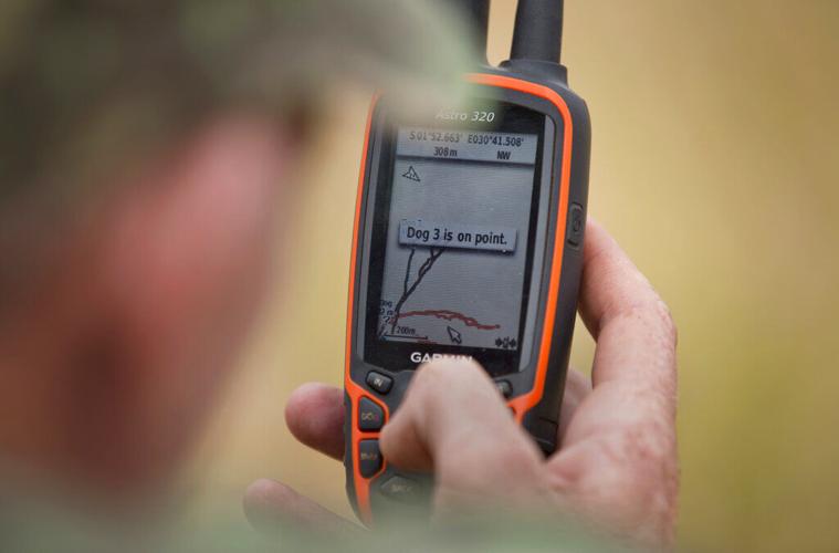 Tracking dogs