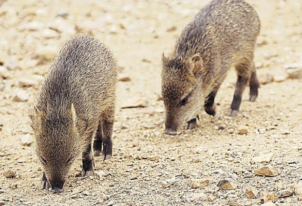 Wildlife: A peek at recent arrivals  