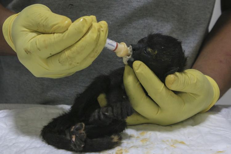 Mexico Heat Wave Monkey Deaths