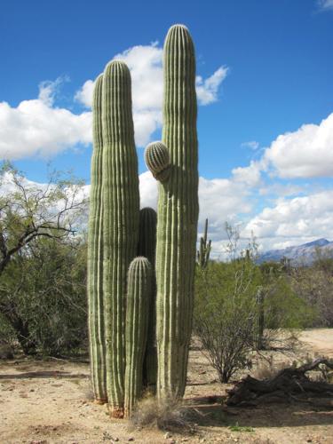 Side by side saguaros